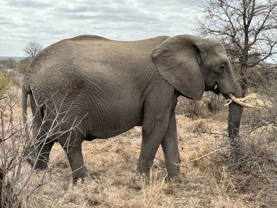 Elephant